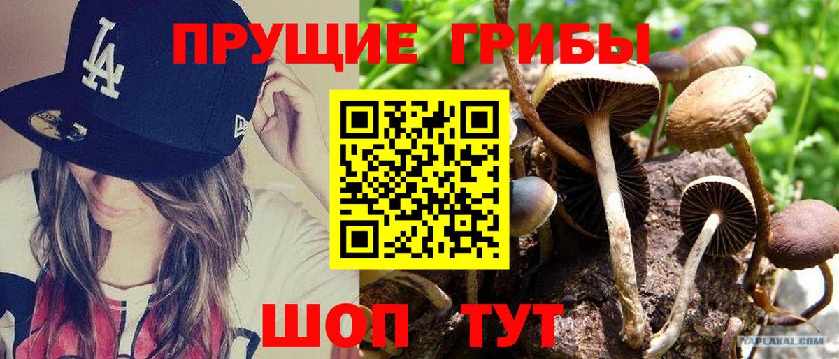 Троицк  Псилоцибиновые грибы Psilocybe  Вход с VPN  Псилоцибиновые грибы прущие грибы 